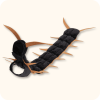 Black Cat Centipede Costume